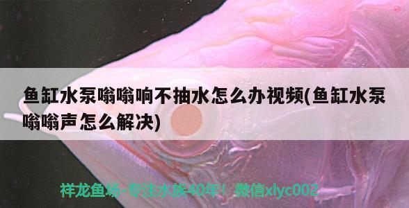 鱼缸水泵嗡嗡响不抽水怎么办视频(鱼缸水泵嗡嗡声怎么解决) 鱼缸水泵