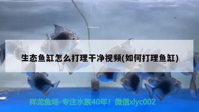 生态鱼缸怎么打理干净视频(如何打理鱼缸) 广州观赏鱼批发市场