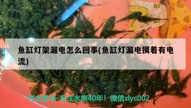 鱼缸灯架漏电怎么回事(鱼缸灯漏电摸着有电流) 过背金龙鱼