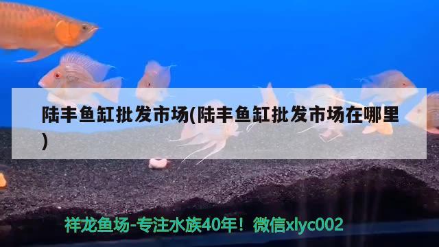 陆丰鱼缸批发市场(陆丰鱼缸批发市场在哪里) 印尼红龙鱼