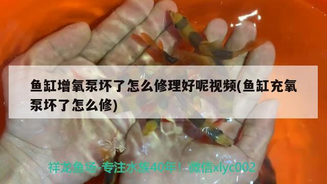 鱼缸增氧泵坏了怎么修理好呢视频(鱼缸充氧泵坏了怎么修)