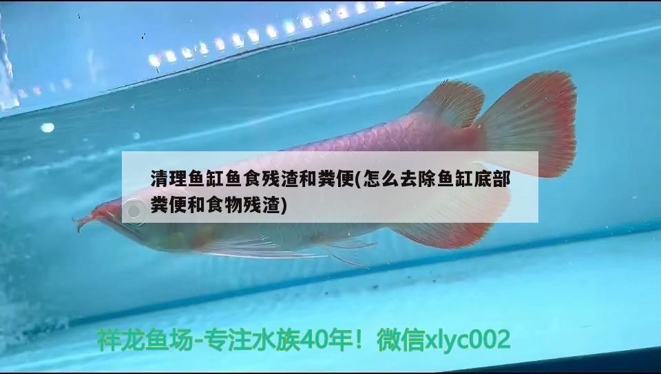 清理鱼缸鱼食残渣和粪便(怎么去除鱼缸底部粪便和食物残渣) 祥龙金禾金龙鱼