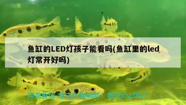 鱼缸的LED灯孩子能看吗(鱼缸里的led灯常开好吗)