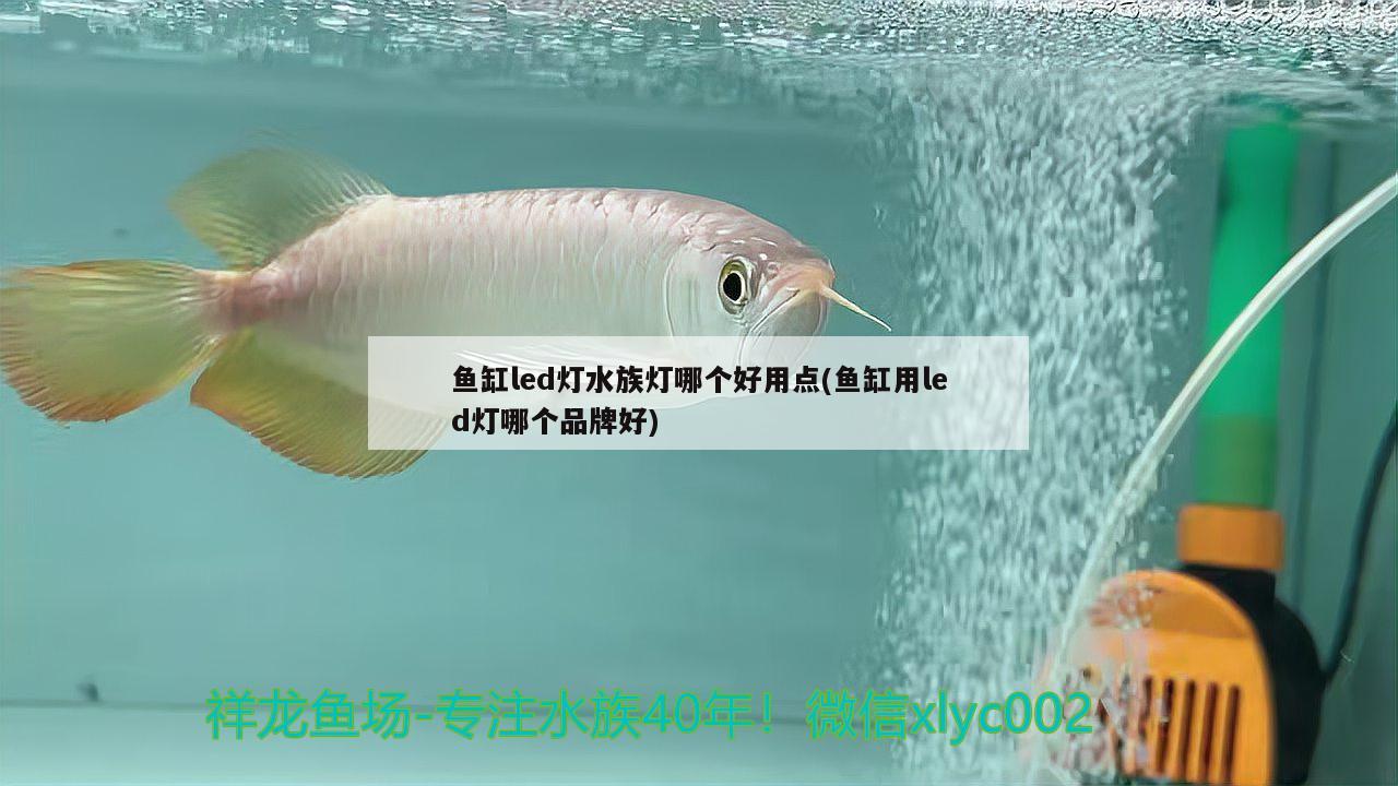 鱼缸led灯水族灯哪个好用点(鱼缸用led灯哪个品牌好) 罗汉鱼