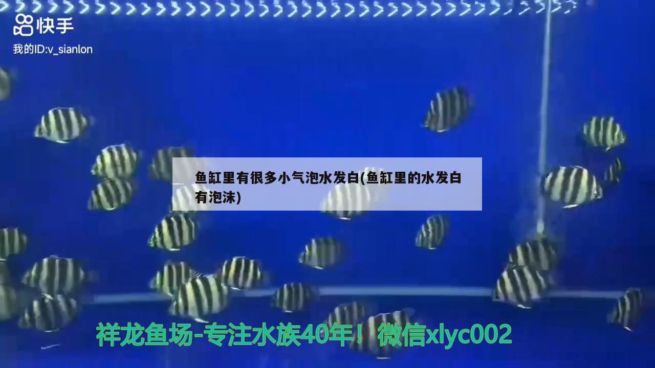 鱼缸里有很多小气泡水发白(鱼缸里的水发白有泡沫) 红勾银版鱼