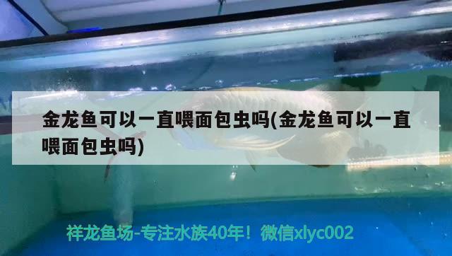 金龙鱼可以一直喂面包虫吗(金龙鱼可以一直喂面包虫吗) 奈及利亚红圆点狗头