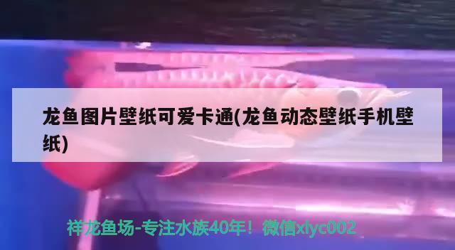 龙鱼图片壁纸可爱卡通(龙鱼动态壁纸手机壁纸) 印尼三纹虎