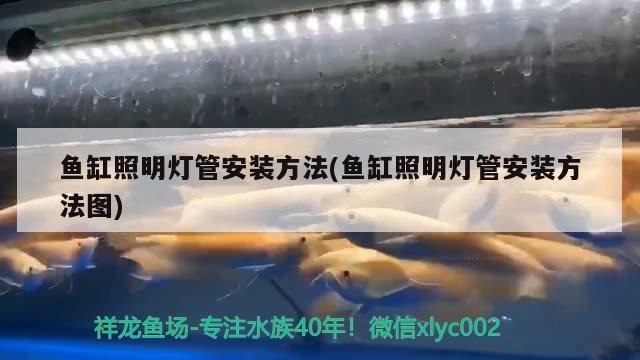 鱼缸照明灯管安装方法(鱼缸照明灯管安装方法图) 广州祥龙国际水族贸易