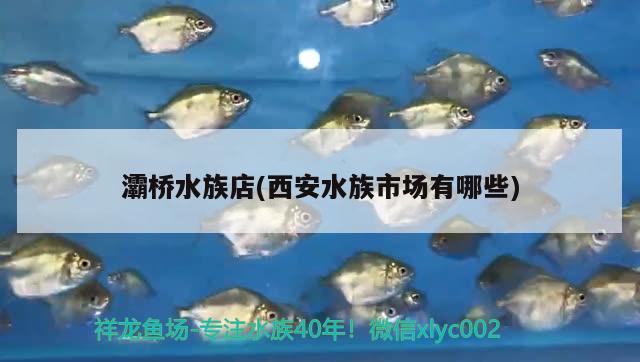 灞桥水族店(西安水族市场有哪些)