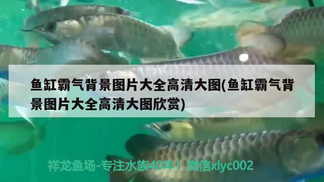 鱼缸霸气背景图片大全高清大图(鱼缸霸气背景图片大全高清大图欣赏) 国产元宝凤凰鱼