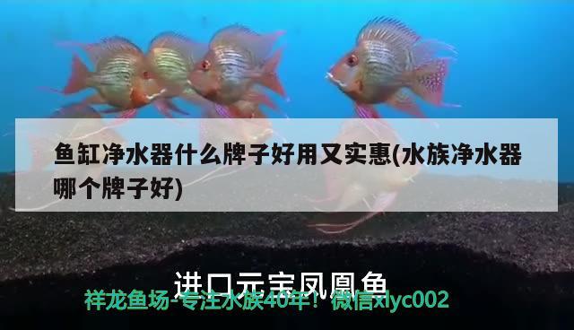 鱼缸净水器什么牌子好用又实惠(水族净水器哪个牌子好) 黄金眼镜蛇雷龙鱼