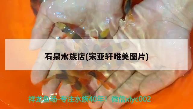 石泉水族店(宋亚轩唯美图片)