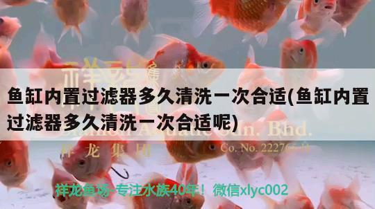 鱼缸内置过滤器多久清洗一次合适(鱼缸内置过滤器多久清洗一次合适呢)