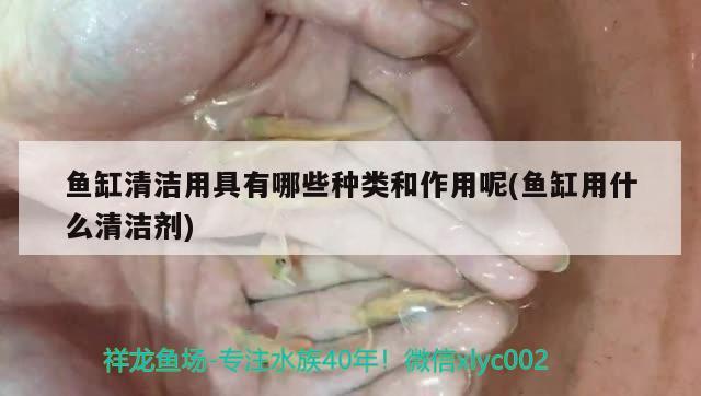 鱼缸清洁用具有哪些种类和作用呢(鱼缸用什么清洁剂)