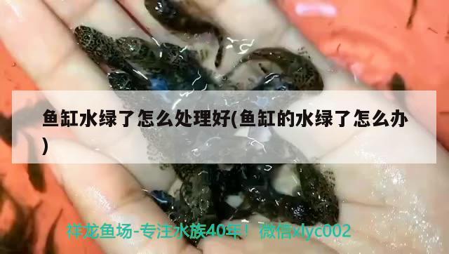 鱼缸水绿了怎么处理好(鱼缸的水绿了怎么办) 肺鱼