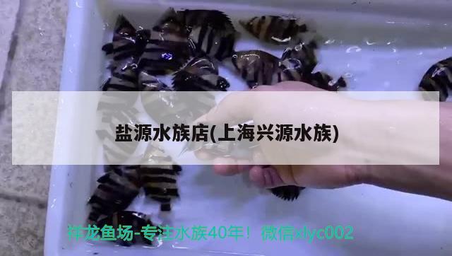 盐源水族店(上海兴源水族) 蓝底过背金龙鱼