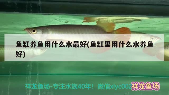 鱼缸养鱼用什么水最好(鱼缸里用什么水养鱼好) 观赏鱼百科