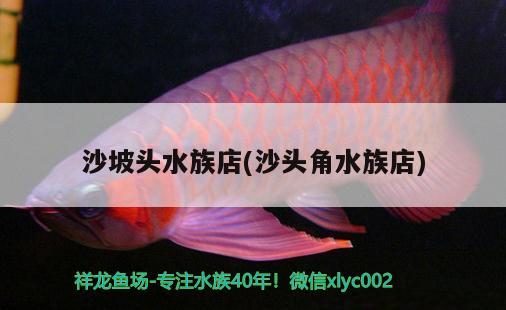 沙坡头水族店(沙头角水族店) 印尼小红龙