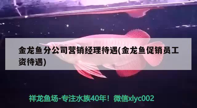 金龙鱼分公司营销经理待遇(金龙鱼促销员工资待遇)