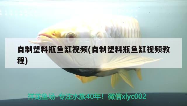 自制塑料瓶鱼缸视频(自制塑料瓶鱼缸视频教程) 白子红龙鱼