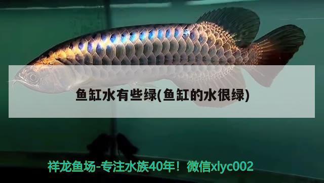 鱼缸水有些绿(鱼缸的水很绿) 水族杂谈 第2张