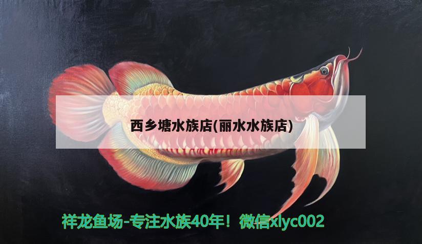 西乡塘水族店(丽水水族店) 印尼四纹虎