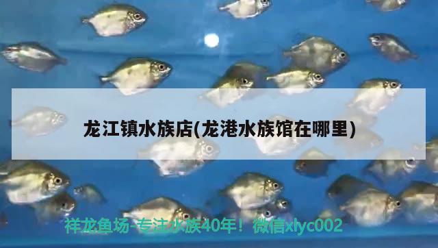 龙江镇水族店(龙港水族馆在哪里) 飞凤鱼