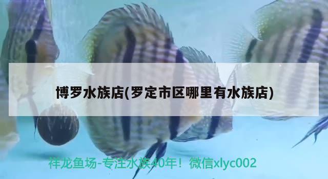 博罗水族店(罗定市区哪里有水族店)