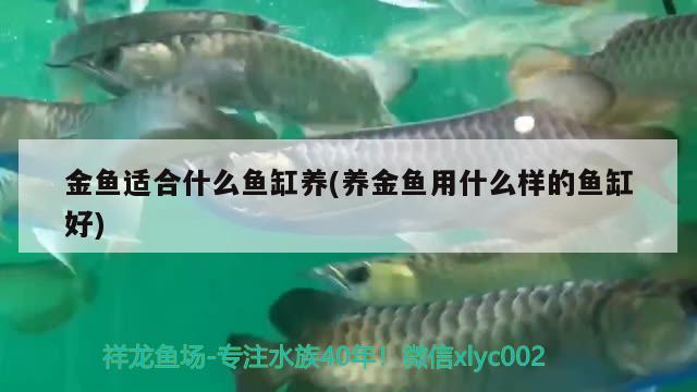 金鱼适合什么鱼缸养(养金鱼用什么样的鱼缸好) 白子银版鱼苗