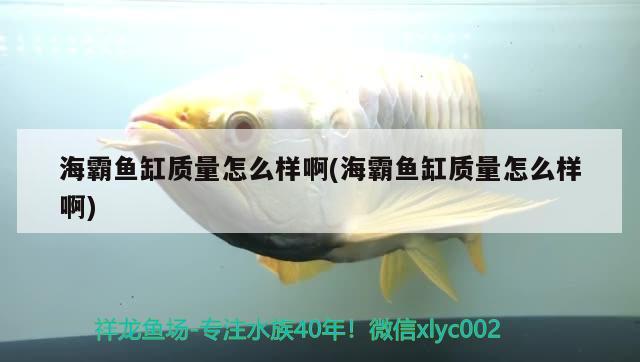 海霸鱼缸质量怎么样啊(海霸鱼缸质量怎么样啊) 鱼缸