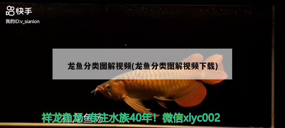 龙鱼分类图解视频(龙鱼分类图解视频下载) 赤焰中国虎鱼