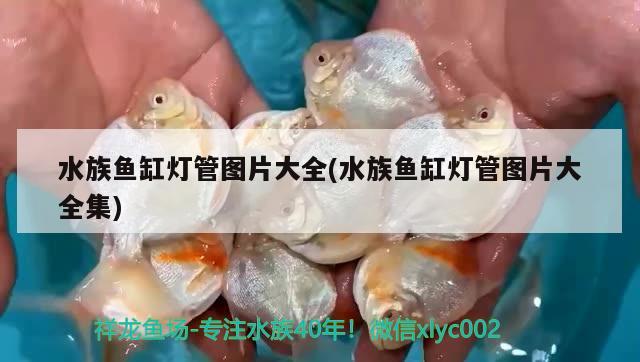 水族鱼缸灯管图片大全(水族鱼缸灯管图片大全集) 大湖红龙鱼