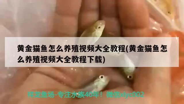 黄金猫鱼怎么养殖视频大全教程(黄金猫鱼怎么养殖视频大全教程下载) 黄金猫鱼