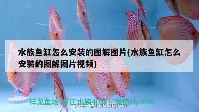 水族鱼缸怎么安装的图解图片(水族鱼缸怎么安装的图解图片视频) 财神鹦鹉鱼