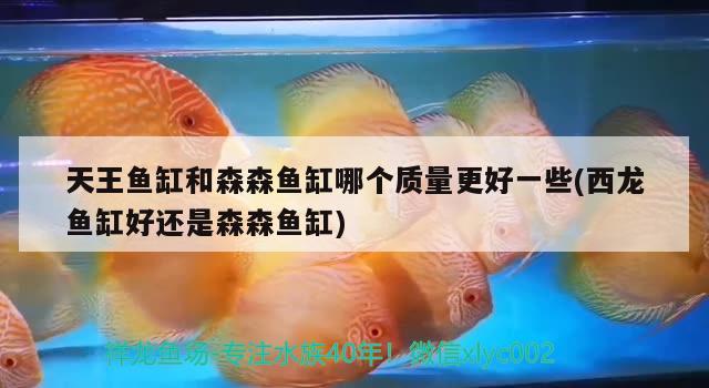 天王鱼缸和森森鱼缸哪个质量更好一些(西龙鱼缸好还是森森鱼缸)