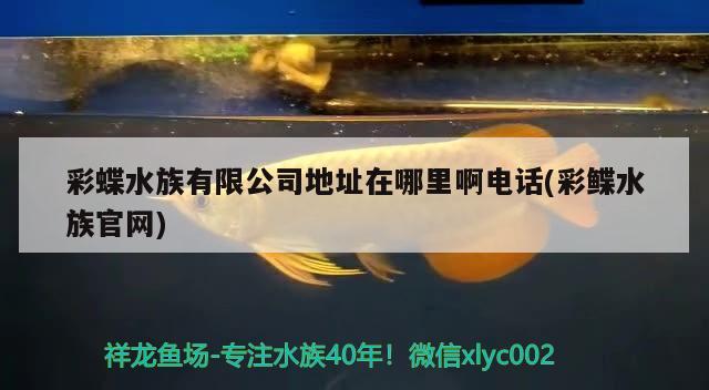 彩蝶水族有限公司地址在哪里啊电话(彩鲽水族官网) 潜水艇鱼 第2张