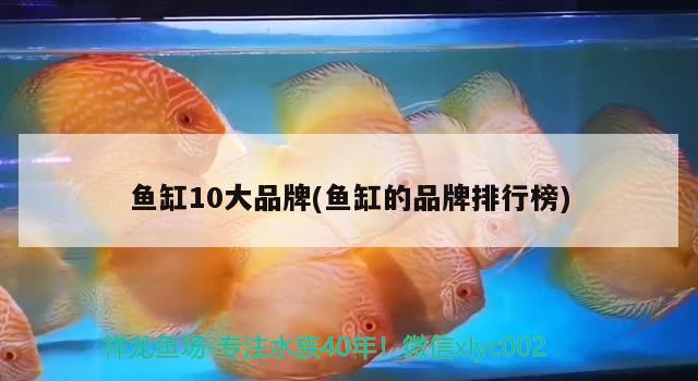 鱼缸10大品牌(鱼缸的品牌排行榜) 鱼缸百科