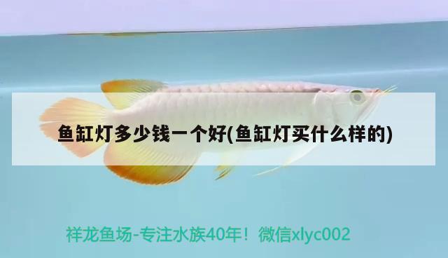 鱼缸灯多少钱一个好(鱼缸灯买什么样的) 泰庞海鲢鱼