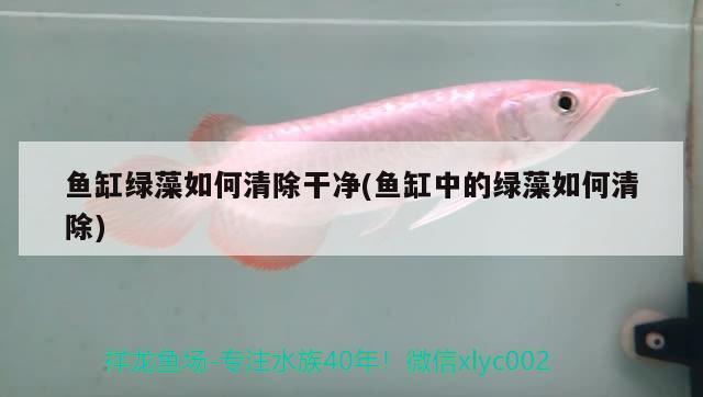 鱼缸绿藻如何清除干净(鱼缸中的绿藻如何清除) 广州水族批发市场 第2张