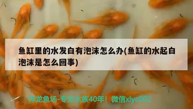 鱼缸里的水发白有泡沫怎么办(鱼缸的水起白泡沫是怎么回事) 广州祥龙国际水族贸易