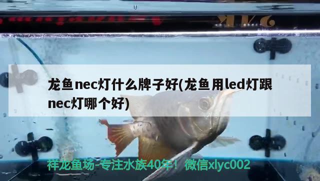 龙鱼nec灯什么牌子好(龙鱼用led灯跟nec灯哪个好)