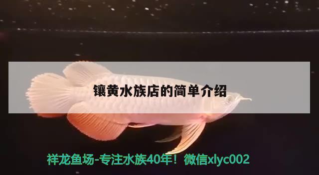 镶黄水族店的简单介绍 印尼小红龙