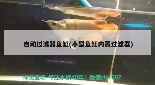 自动过滤器鱼缸(小型鱼缸内置过滤器) 广州祥龙国际水族贸易