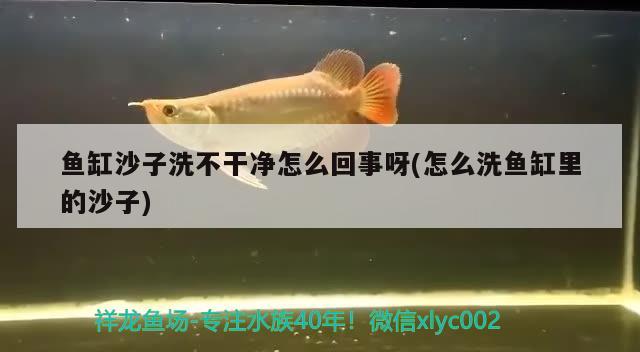 鱼缸沙子洗不干净怎么回事呀(怎么洗鱼缸里的沙子)