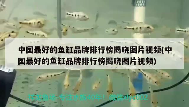 中国最好的鱼缸品牌排行榜揭晓图片视频(中国最好的鱼缸品牌排行榜揭晓图片视频) 非洲金鼓鱼