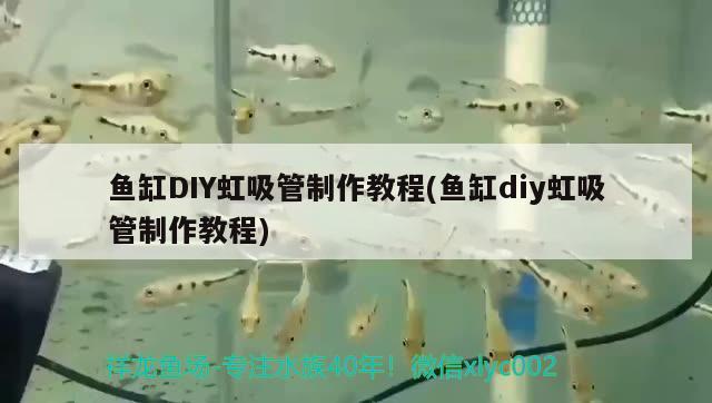 鱼缸DIY虹吸管制作教程(鱼缸diy虹吸管制作教程) 慈雕鱼