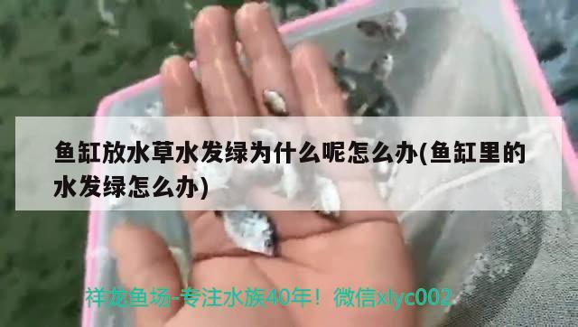 鱼缸放水草水发绿为什么呢怎么办(鱼缸里的水发绿怎么办) 水草