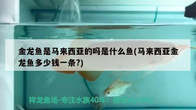 金龙鱼是马来西亚的吗是什么鱼(马来西亚金龙鱼多少钱一条?) 黄金河虎鱼