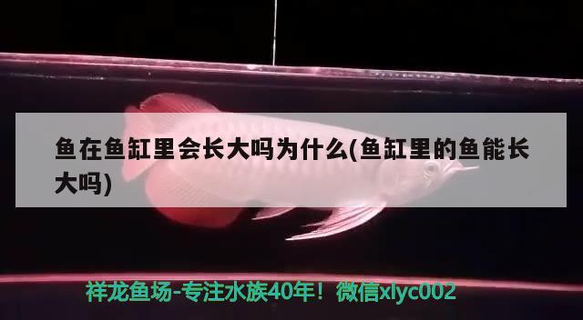 鱼在鱼缸里会长大吗为什么(鱼缸里的鱼能长大吗) 水温计