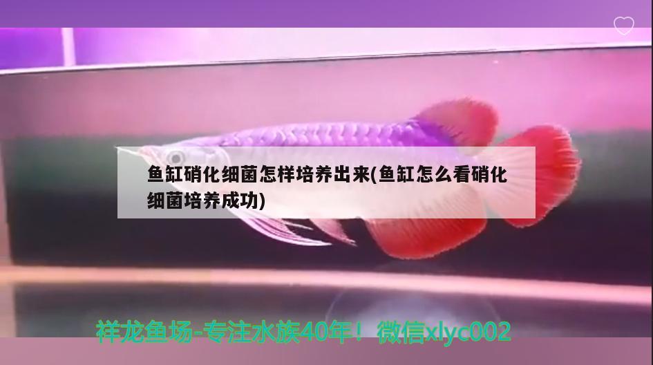 鱼缸硝化细菌怎样培养出来(鱼缸怎么看硝化细菌培养成功) 硝化细菌